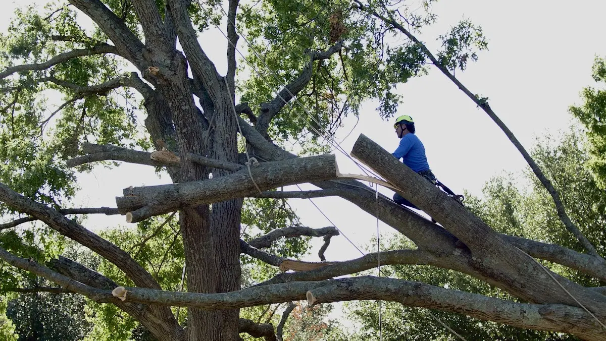 Professional Crown Thinning performed by certified arborists in Estelline